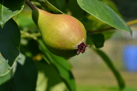 Flora tree pear