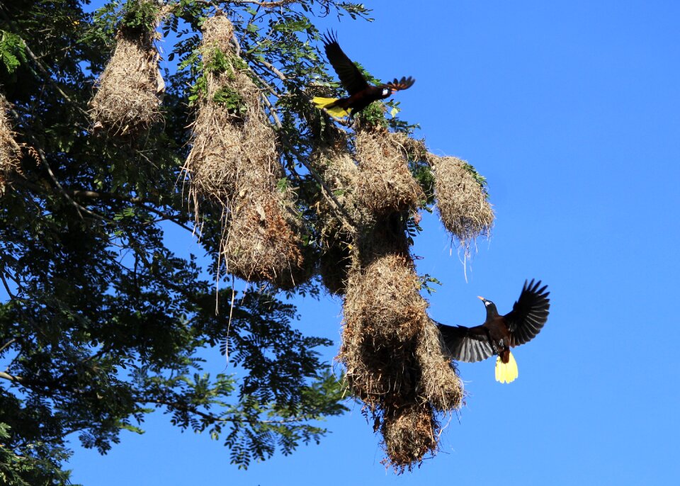 Outdoors birds nest