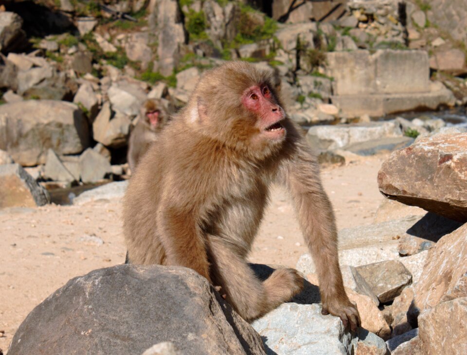Snow monkey japan