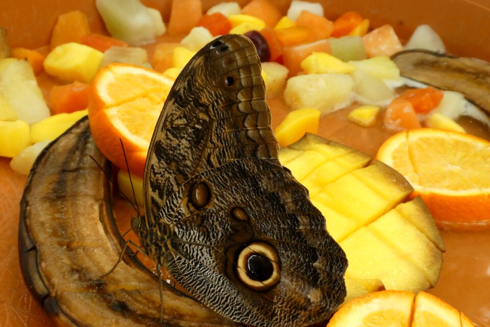 Zoo butterfly garden blijdorp