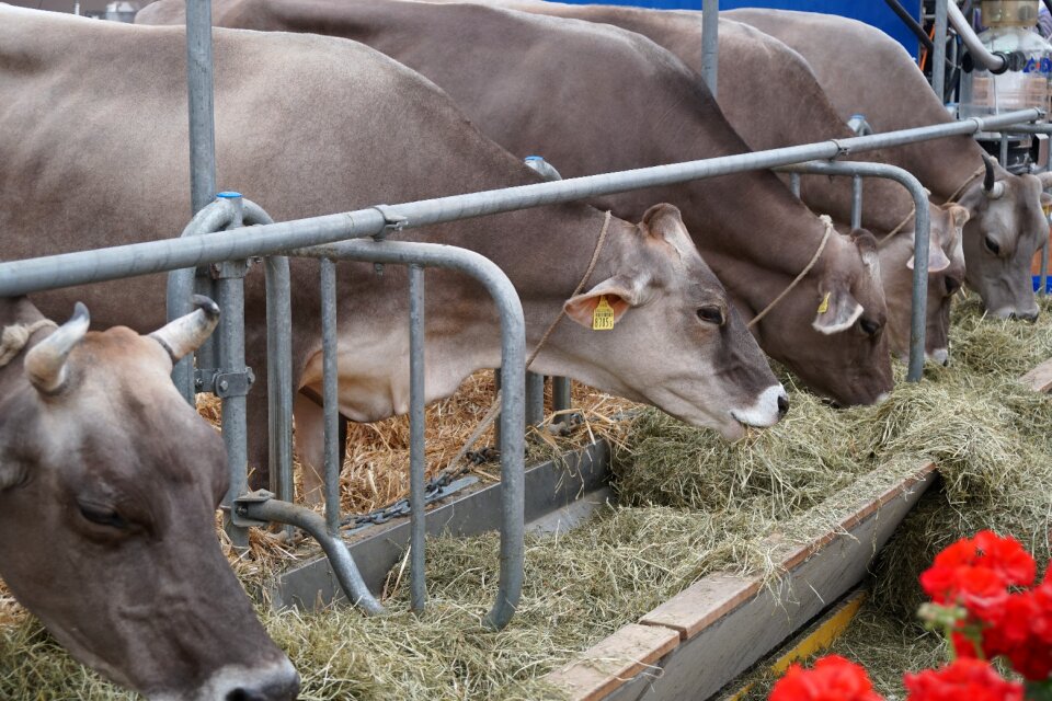 Hay agriculture farm