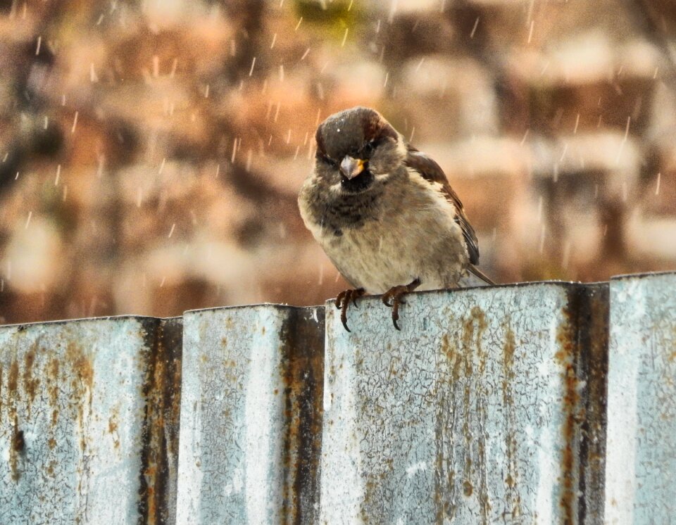 Living nature bird animals