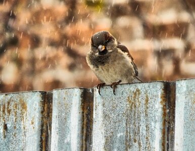 Living nature bird animals