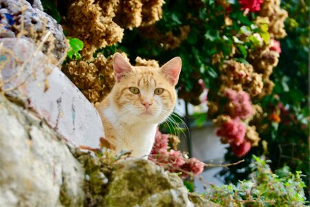 Cute cat look