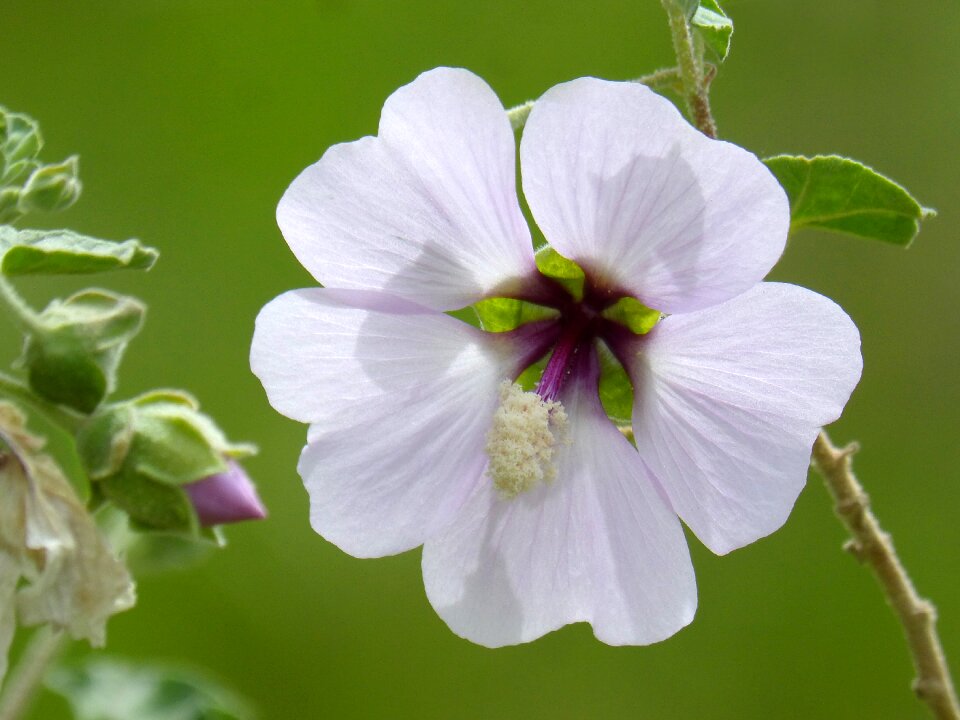 Flower nature plant