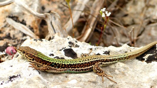 Animal wildlife