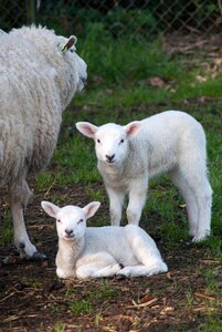 Nature mammals farm photo