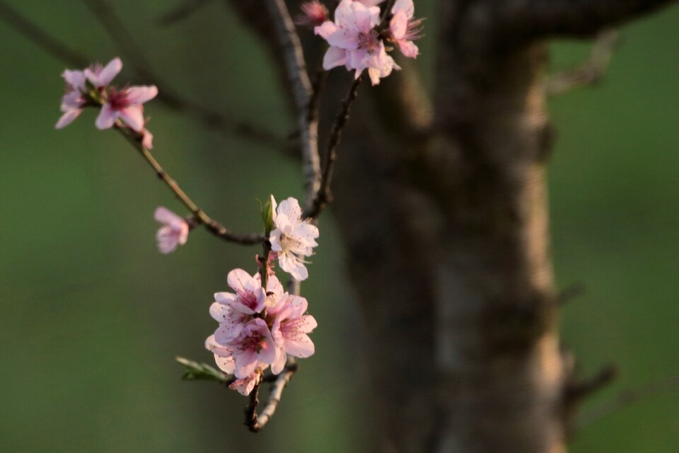 Plant cherry blossom bud