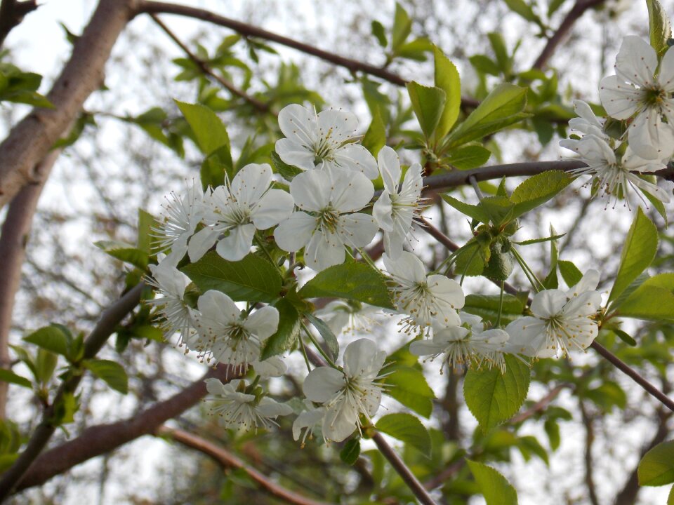 Plant nature garden