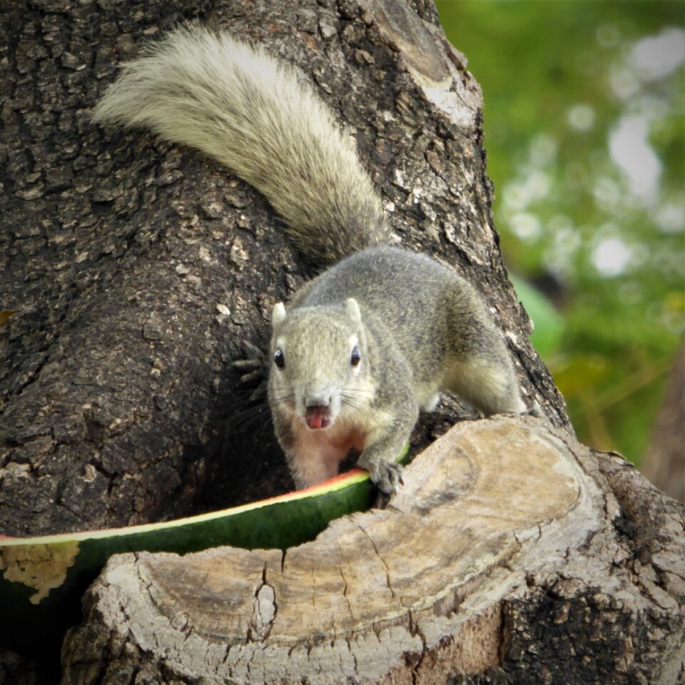 Nature cute thailand