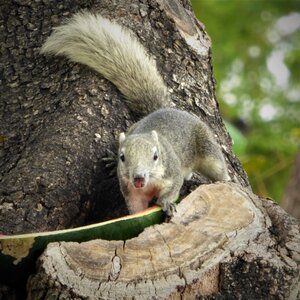 Nature cute thailand