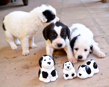 Puppy dog can