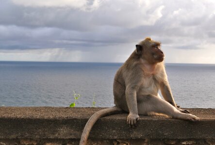 Animalia sea bali