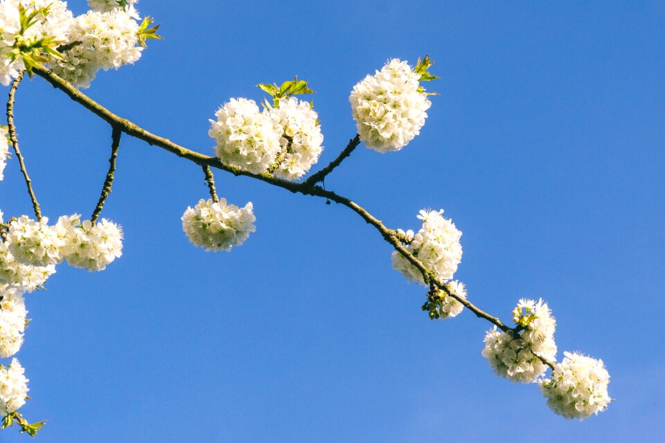 Nature tree flowers