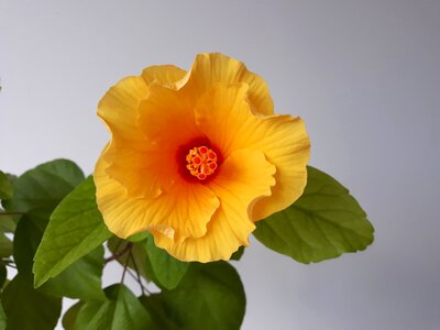 Leaf petal floral
