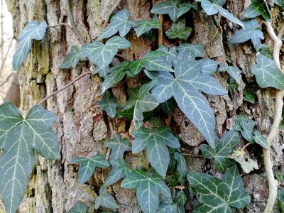 Ivy plant tree