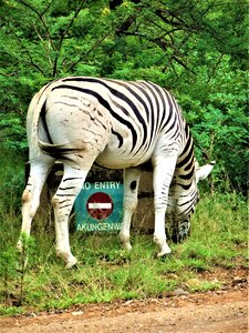 Mammal wild zebra photo