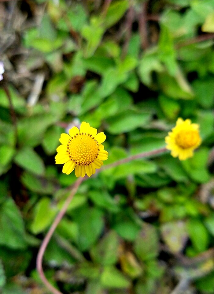 Closeup nature floral