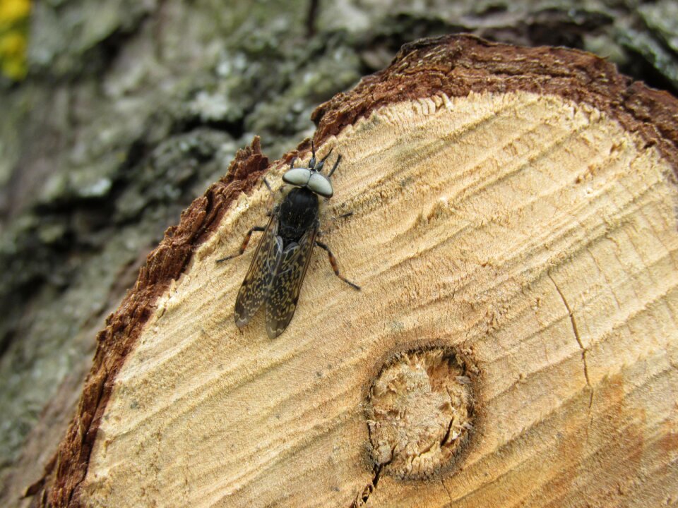 Branch cut off wood