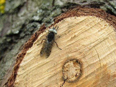 Branch cut off wood