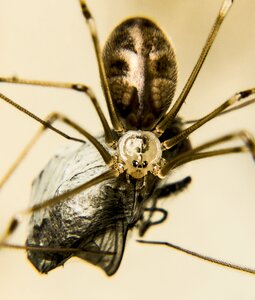 Pest animal cocoon photo