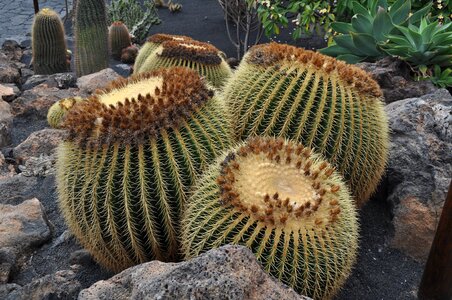 Plant outdoors cactus