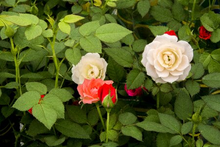 Rosa plant nature