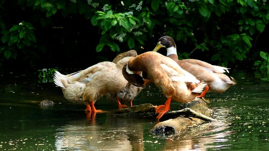 Animal body of water fauna