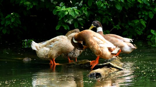 Animal body of water fauna photo