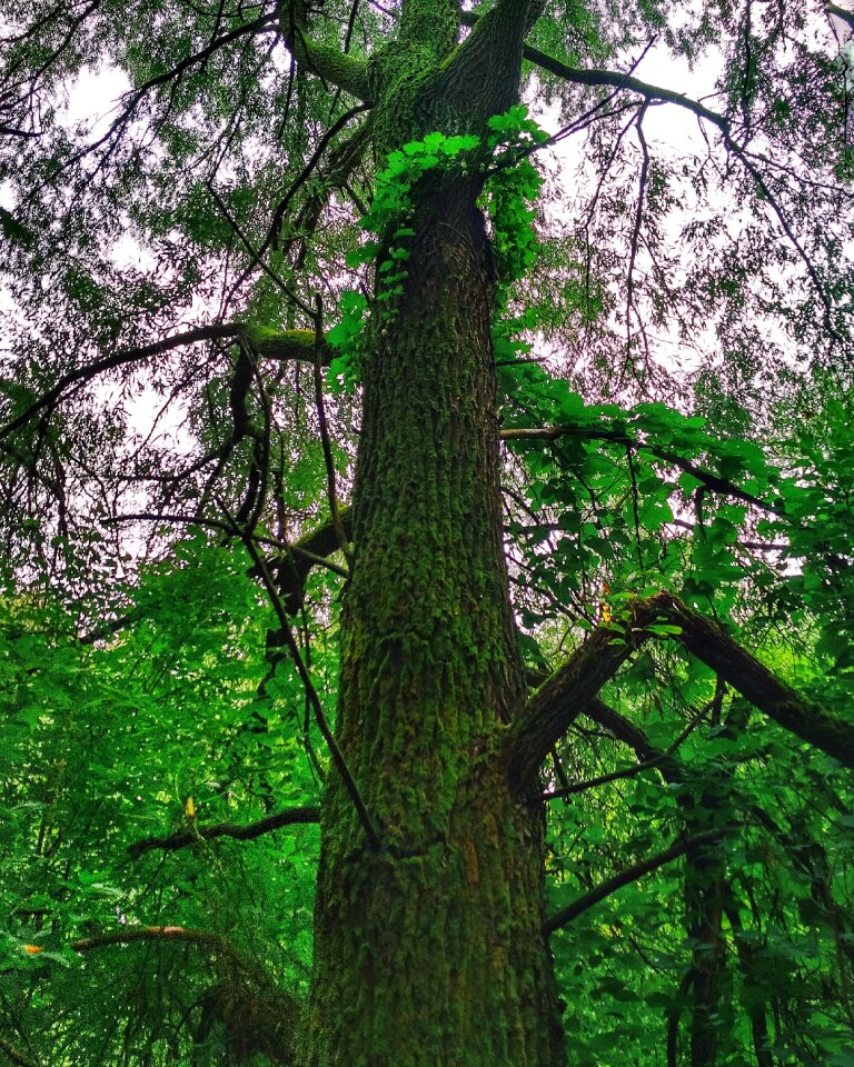 Nature wood sheet