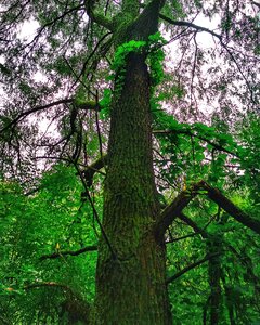 Nature wood sheet