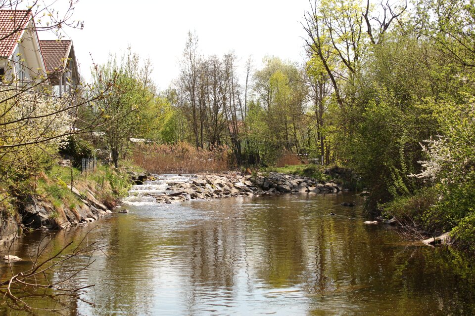 Waters river tree