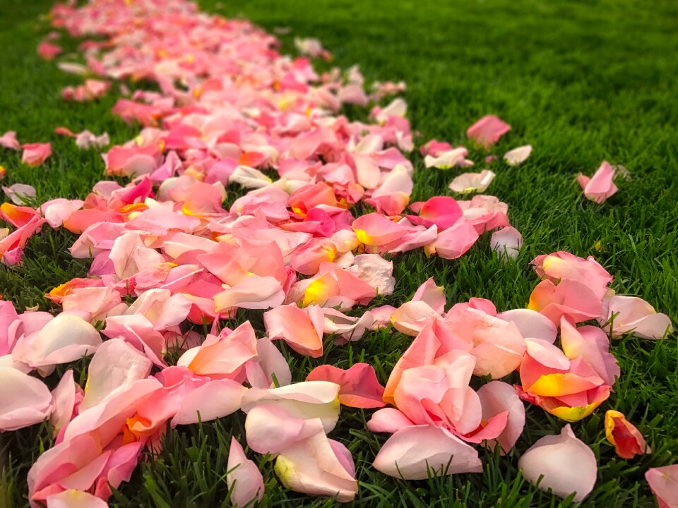Leaf flora petals