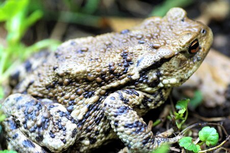 Amphibian blisters spring photo