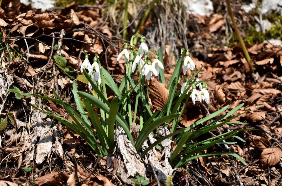 Outdoors season flower