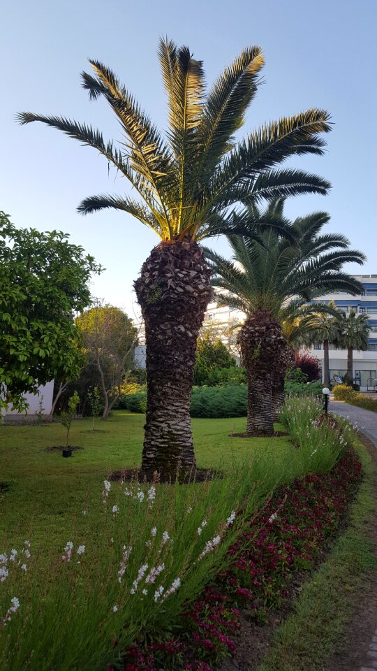 Summer outdoor plant
