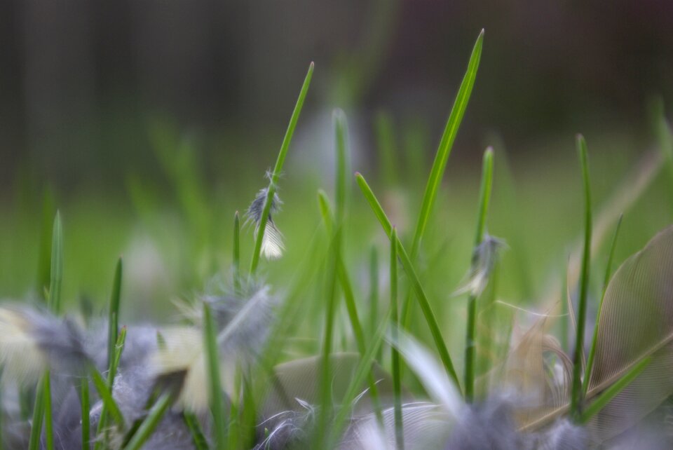 Growth outdoors