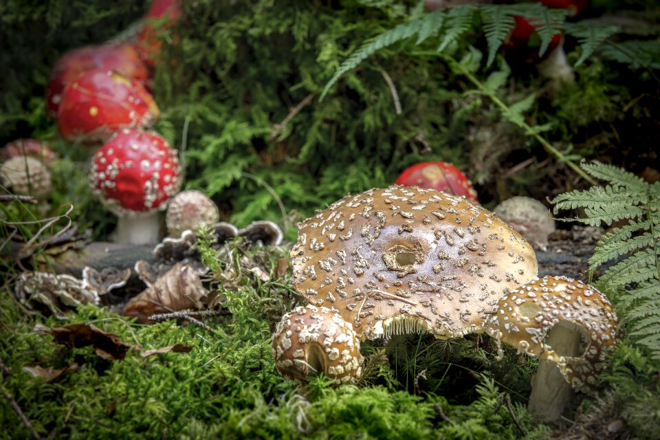 Fly agaric forest autumn