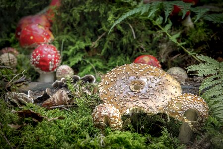 Fly agaric forest autumn photo