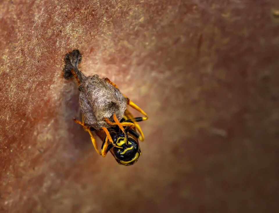 Wasp wasps close up