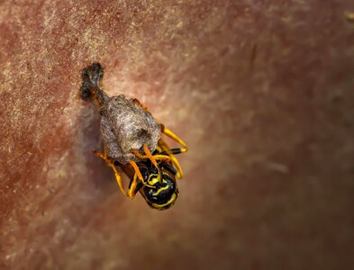 Wasp wasps close up