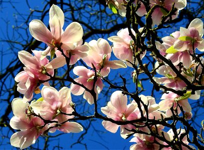 Tree plant magnolia photo