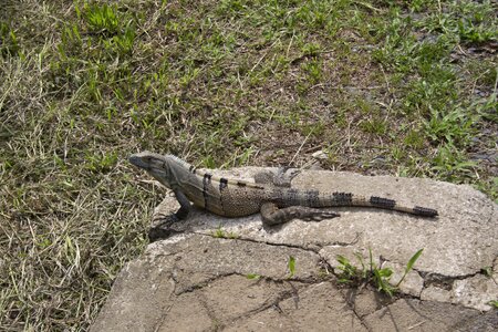 Animal wildlife costa rica photo