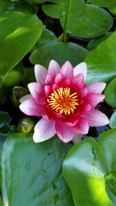 Garden nature water lily