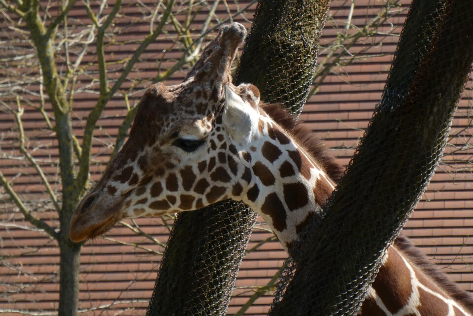 Rotterdam nature wildlife