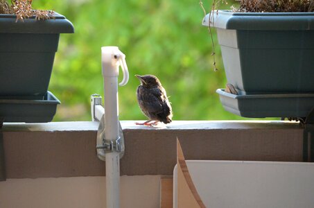 Bird nature blackbird photo