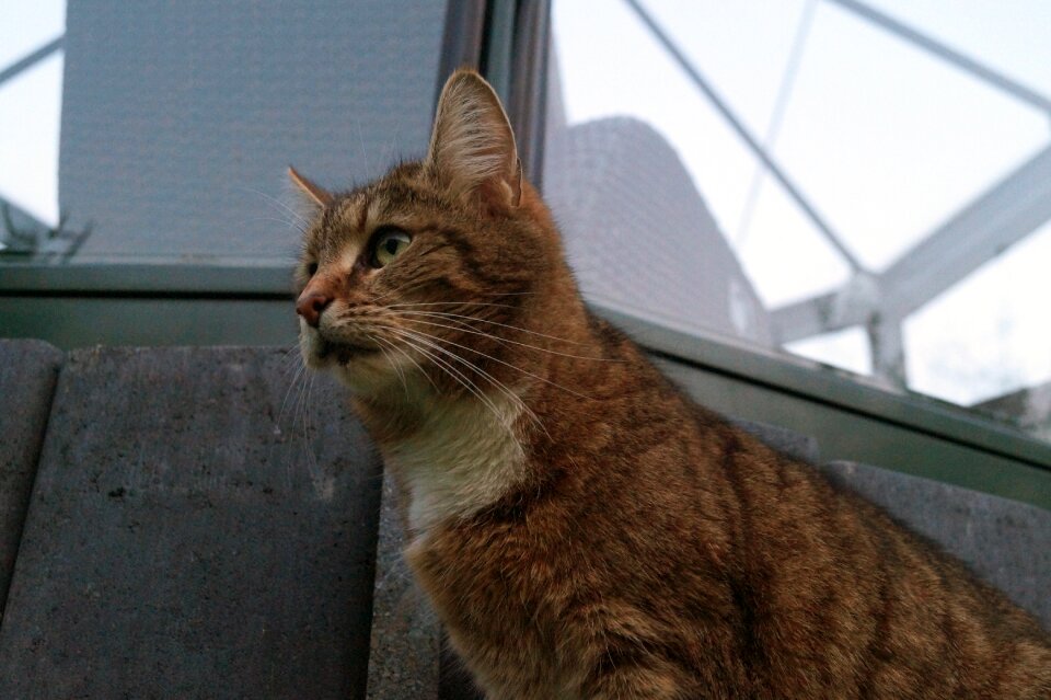 Portrait pet mammal
