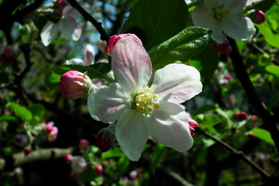 Spring nature branch