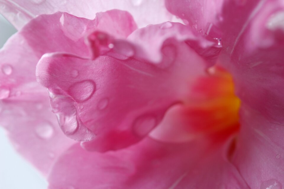 Flowers plant background