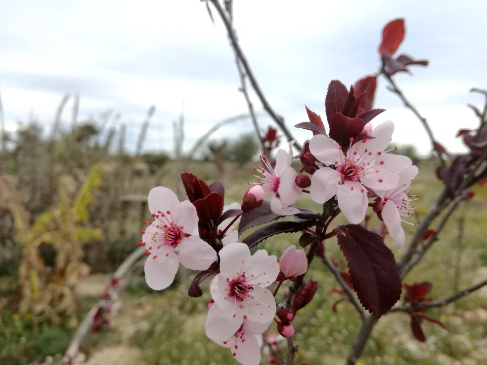 Tree plant nature